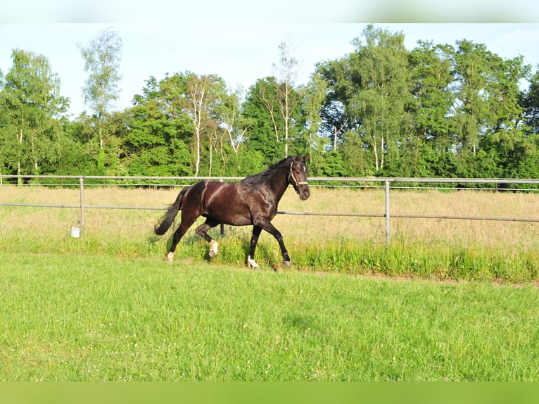KWPN Merrie 5 Jaar 165 cm Donkerbruin in Aalten