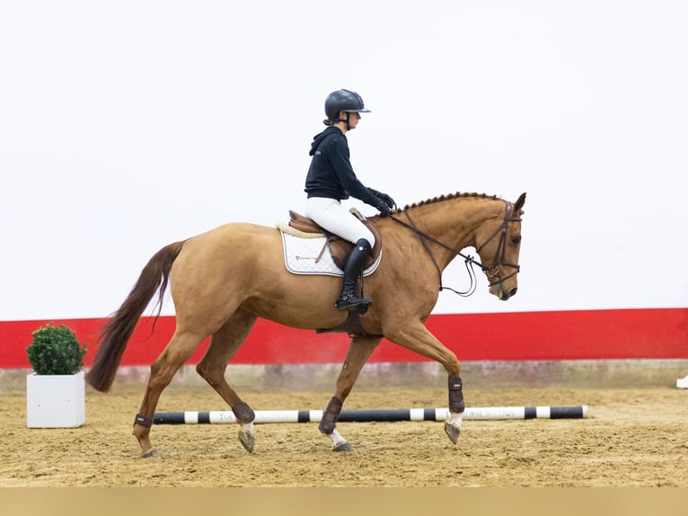 KWPN Merrie 5 Jaar 165 cm  in Waddinxveen