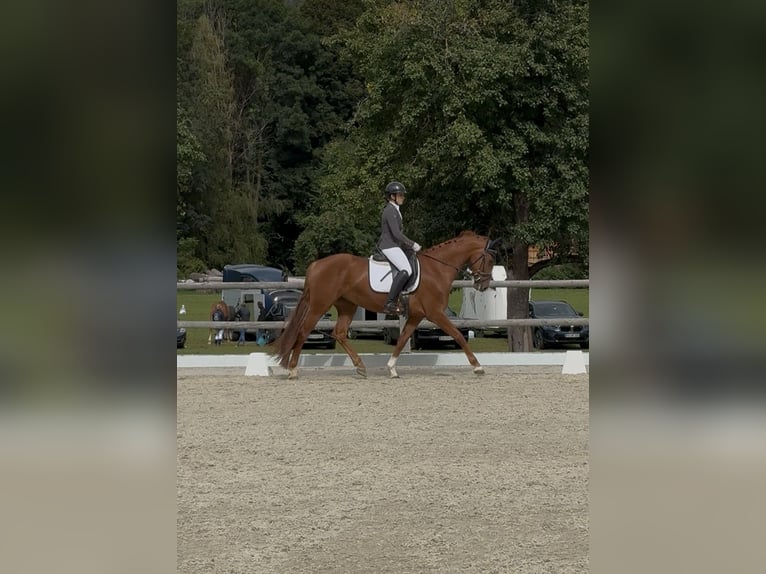 KWPN Mix Merrie 5 Jaar 165 cm Vos in OberburgaU