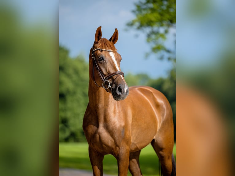 KWPN Merrie 5 Jaar 165 cm Vos in Groningen