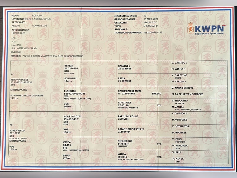 KWPN Merrie 5 Jaar 165 cm Vos in Groningen