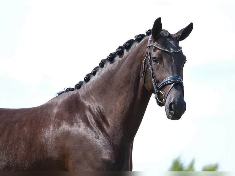 KWPN Merrie 5 Jaar 165 cm Zwart in Werkendam