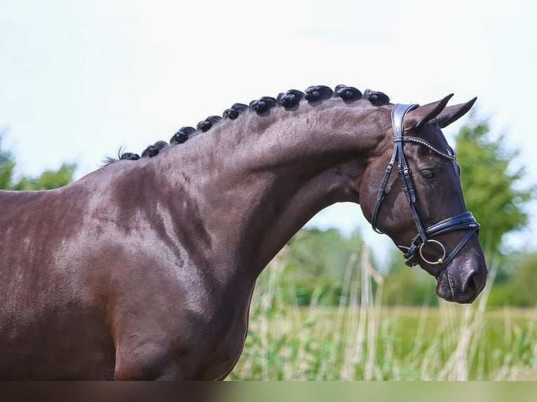 KWPN Merrie 5 Jaar 165 cm Zwart in Werkendam