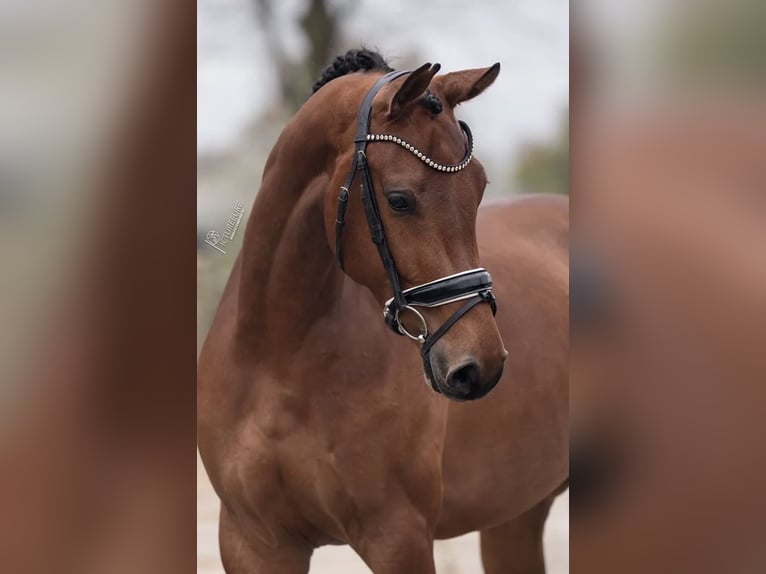 KWPN Merrie 5 Jaar 166 cm Bruin in Richwiller