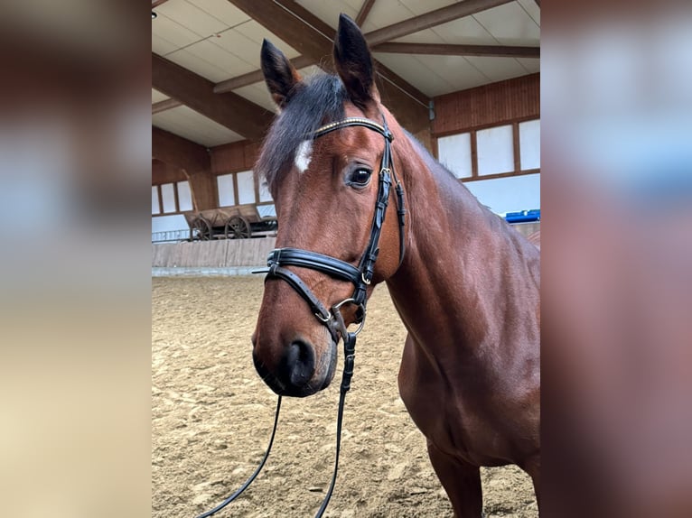 KWPN Merrie 5 Jaar 166 cm Bruin in GROTE-BROGEL