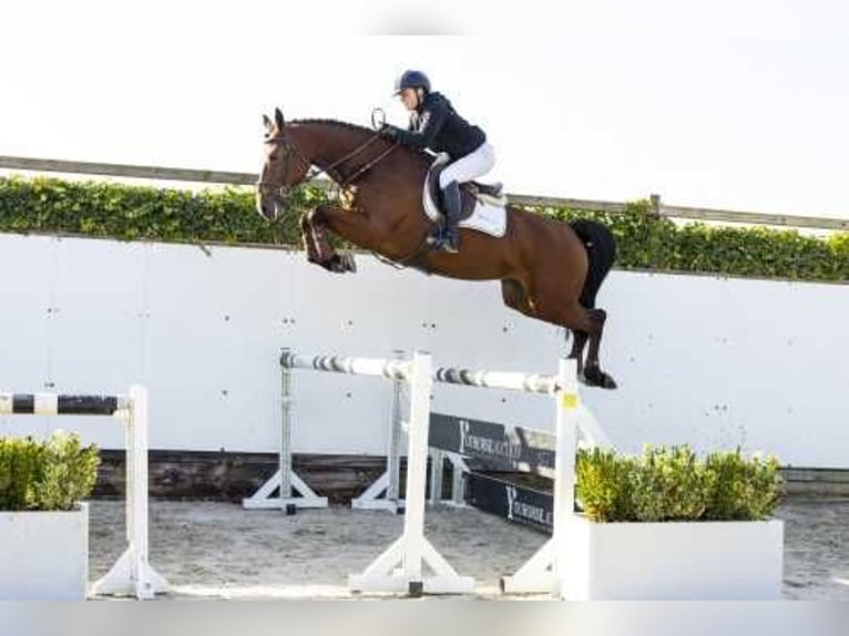 KWPN Merrie 5 Jaar 166 cm Bruin in Waddinxveen