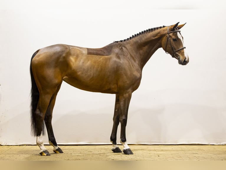 KWPN Merrie 5 Jaar 166 cm Bruin in Waddinxveen