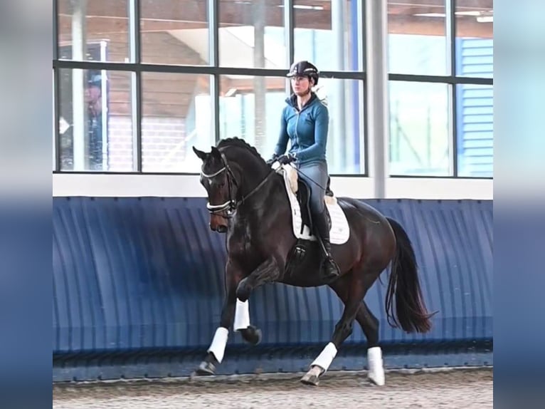 KWPN Merrie 5 Jaar 166 cm Donkerbruin in Neuss