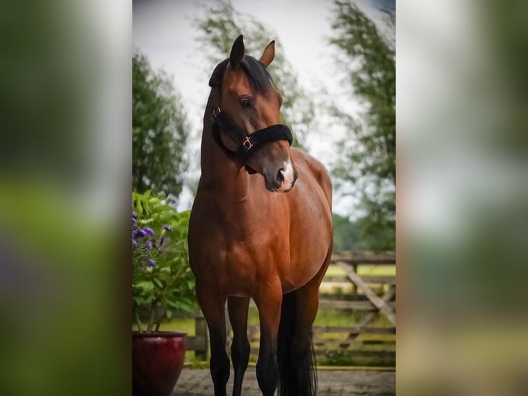 KWPN Merrie 5 Jaar 166 cm Lichtbruin in Baarle-Nassau