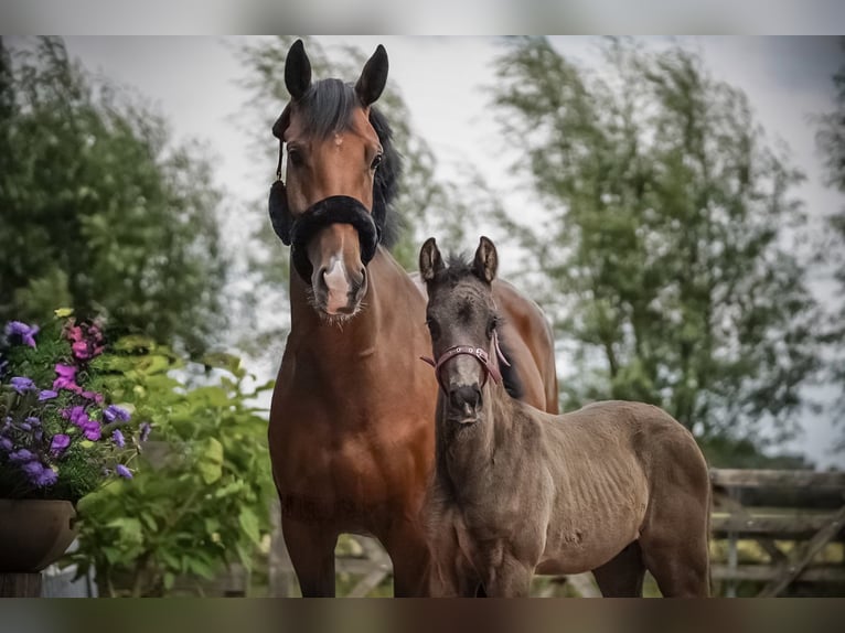 KWPN Merrie 5 Jaar 166 cm Lichtbruin in Baarle-Nassau