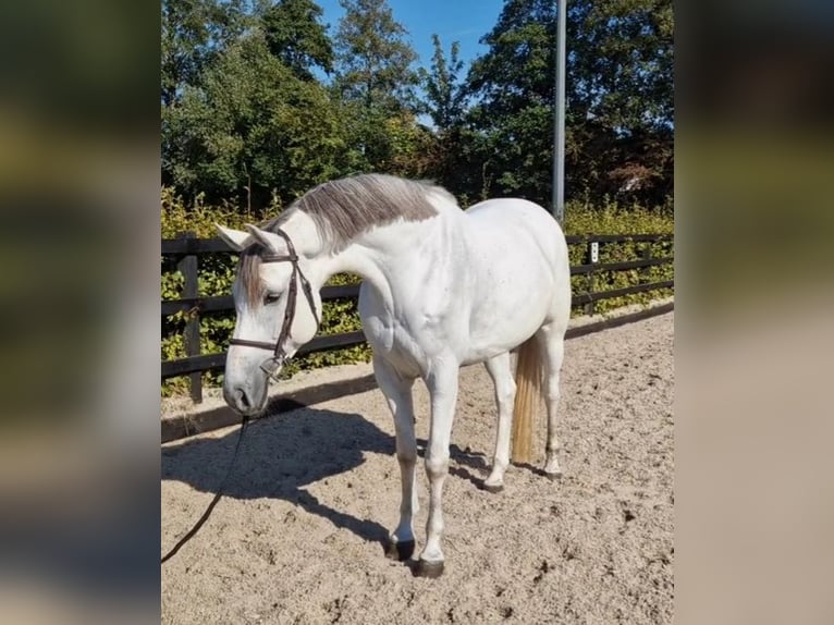 KWPN Merrie 5 Jaar 166 cm Schimmel in GROTE-BROGEL