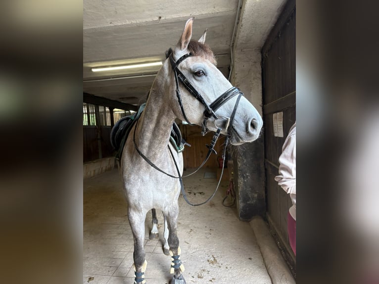 KWPN Merrie 5 Jaar 166 cm Schimmel in Niederkrüchten