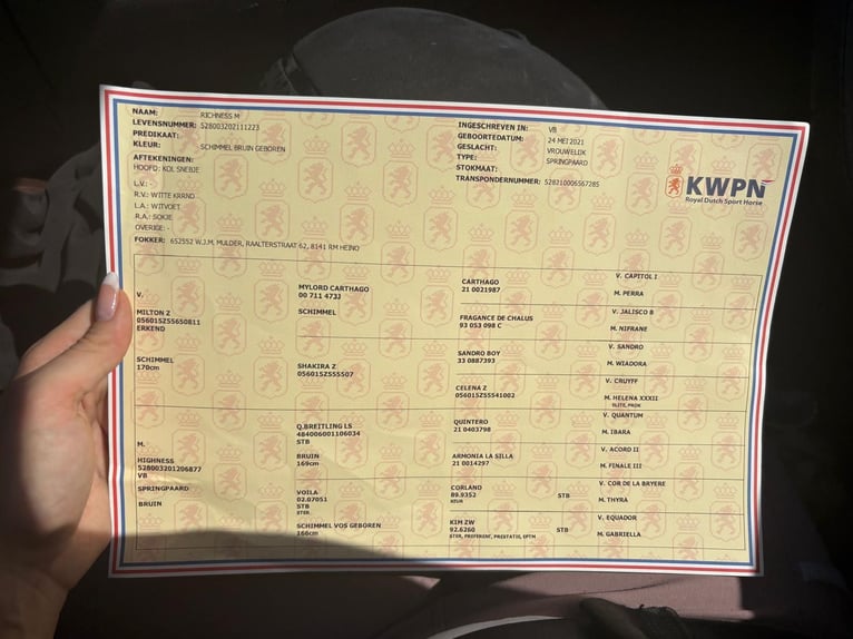 KWPN Merrie 5 Jaar 166 cm Schimmel in Niederkrüchten
