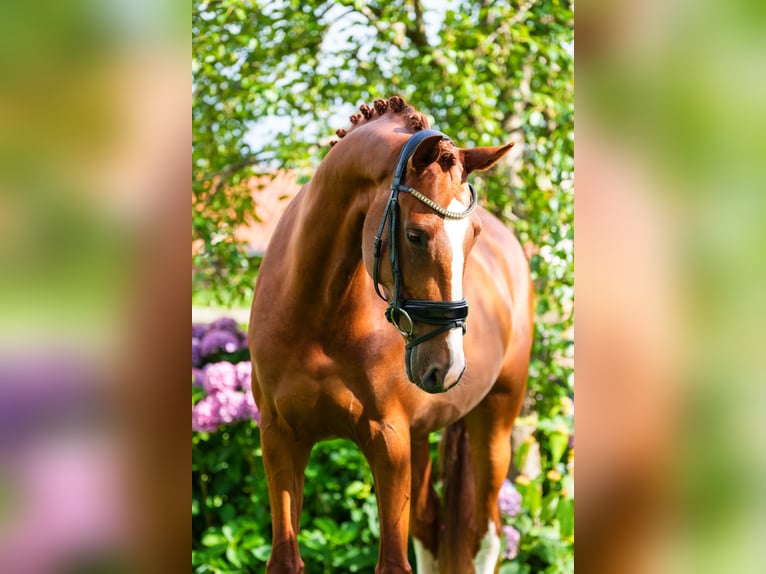KWPN Merrie 5 Jaar 166 cm Vos in de Lutte