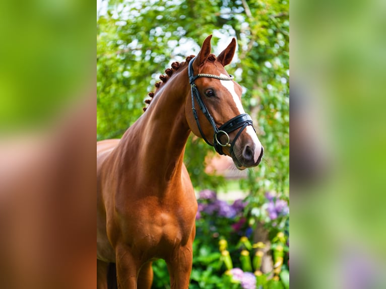 KWPN Merrie 5 Jaar 166 cm Vos in de Lutte