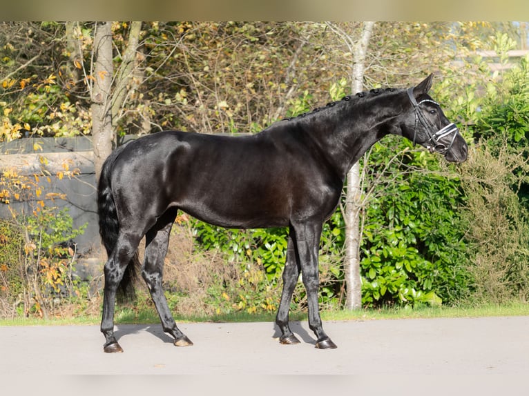 KWPN Merrie 5 Jaar 166 cm Zwart in Oosterhout