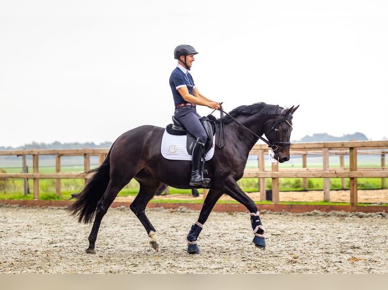 KWPN Merrie 5 Jaar 166 cm Zwartbruin in Eemnes