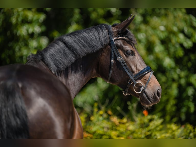 KWPN Merrie 5 Jaar 166 cm Zwartbruin in Eemnes
