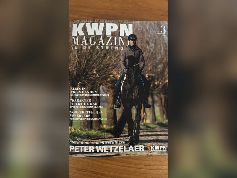 KWPN Merrie 5 Jaar 167 cm Bruin in Susteren