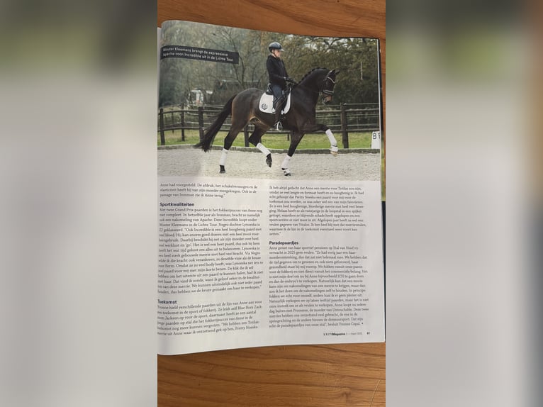 KWPN Merrie 5 Jaar 167 cm Bruin in Susteren