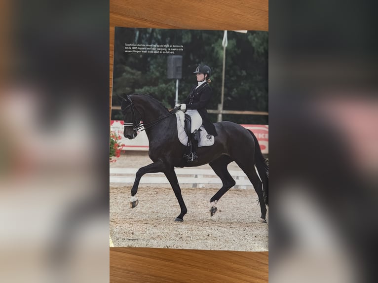 KWPN Merrie 5 Jaar 167 cm Bruin in Susteren