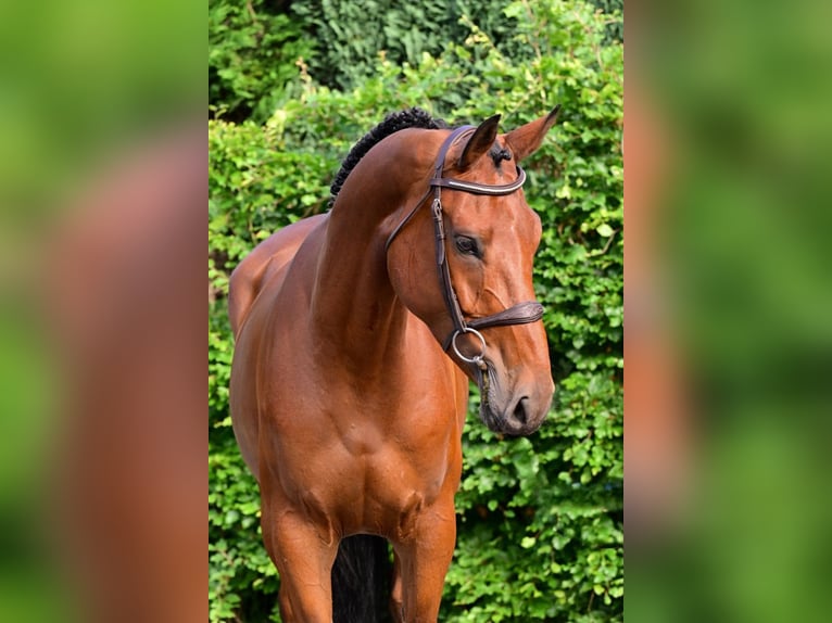 KWPN Merrie 5 Jaar 167 cm Bruin in Bladel