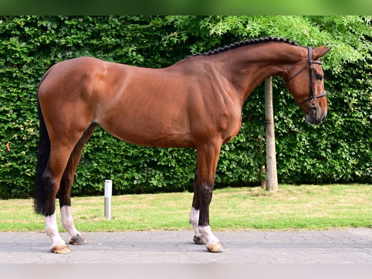 KWPN Merrie 5 Jaar 167 cm Bruin in Bladel