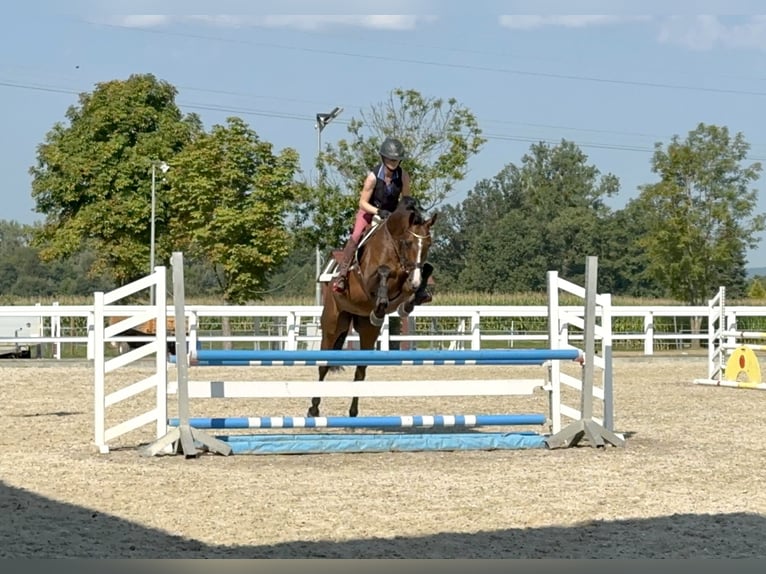 KWPN Merrie 5 Jaar 167 cm Bruin in Gundelfingen