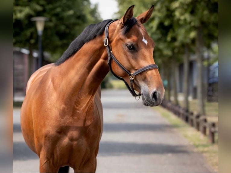 KWPN Merrie 5 Jaar 167 cm Bruin in Wächtersbach