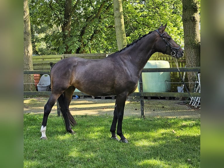 KWPN Merrie 5 Jaar 167 cm Donkerbruin in Ermelo