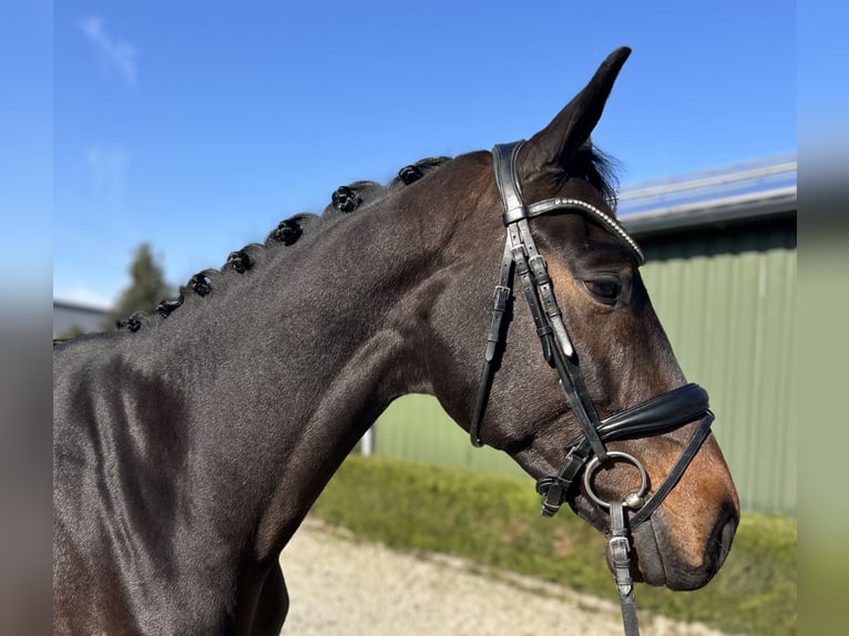 KWPN Merrie 5 Jaar 167 cm Donkerbruin in Oud Gastel