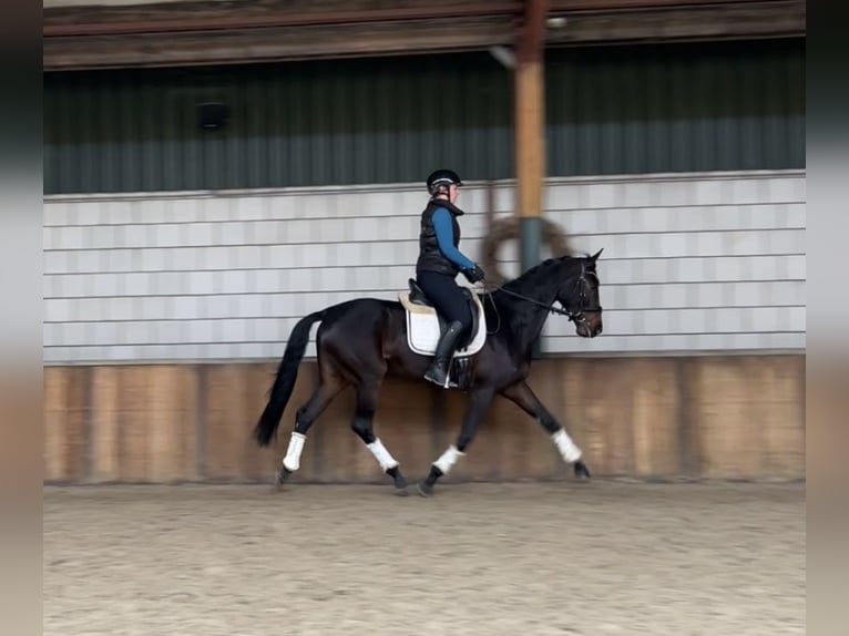 KWPN Merrie 5 Jaar 167 cm Donkerbruin in Oud Gastel