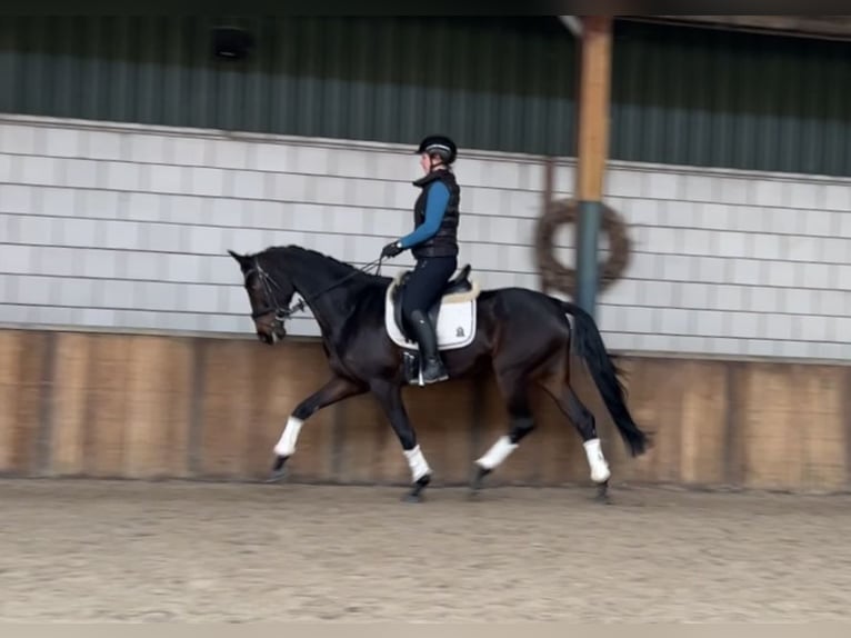 KWPN Merrie 5 Jaar 167 cm Donkerbruin in Oud Gastel