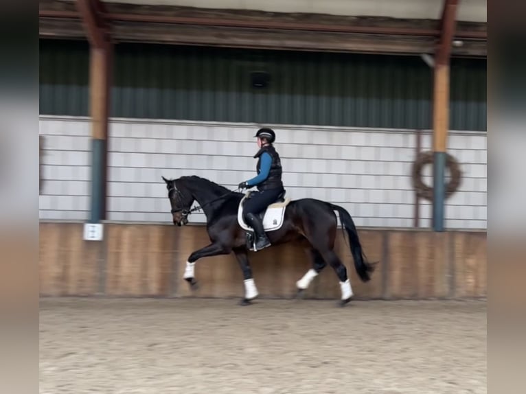 KWPN Merrie 5 Jaar 167 cm Donkerbruin in Oud Gastel