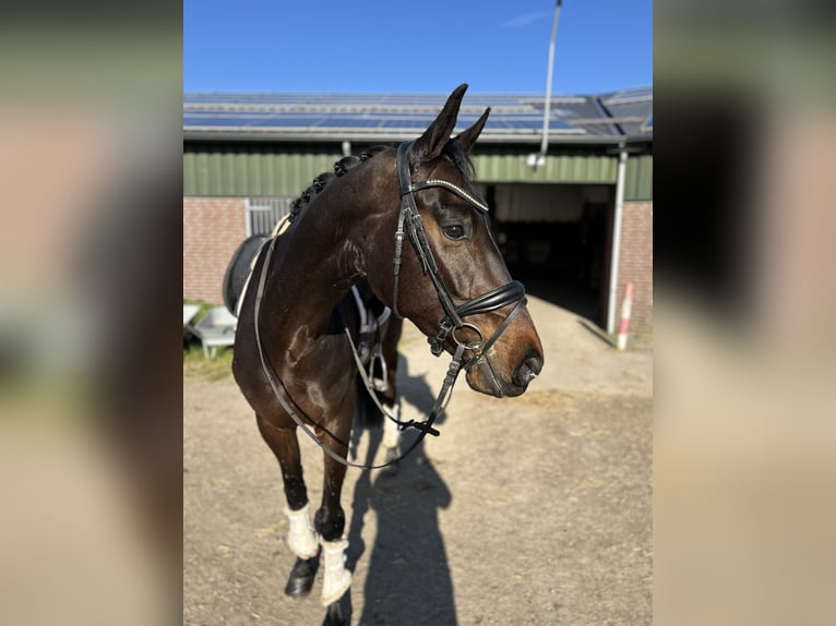 KWPN Merrie 5 Jaar 167 cm Donkerbruin in Oud Gastel