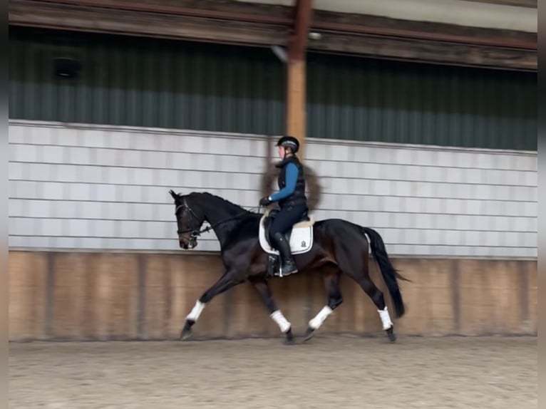 KWPN Merrie 5 Jaar 167 cm Donkerbruin in Oud Gastel