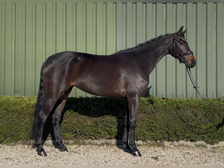 KWPN Merrie 5 Jaar 167 cm Donkerbruin in Oud Gastel