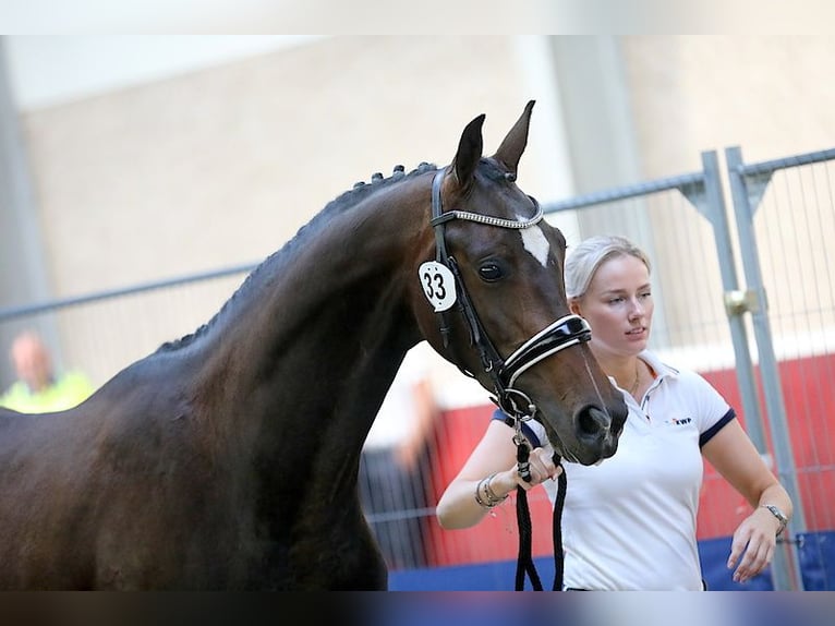 KWPN Merrie 5 Jaar 167 cm Donkerbruin in Swifterbant