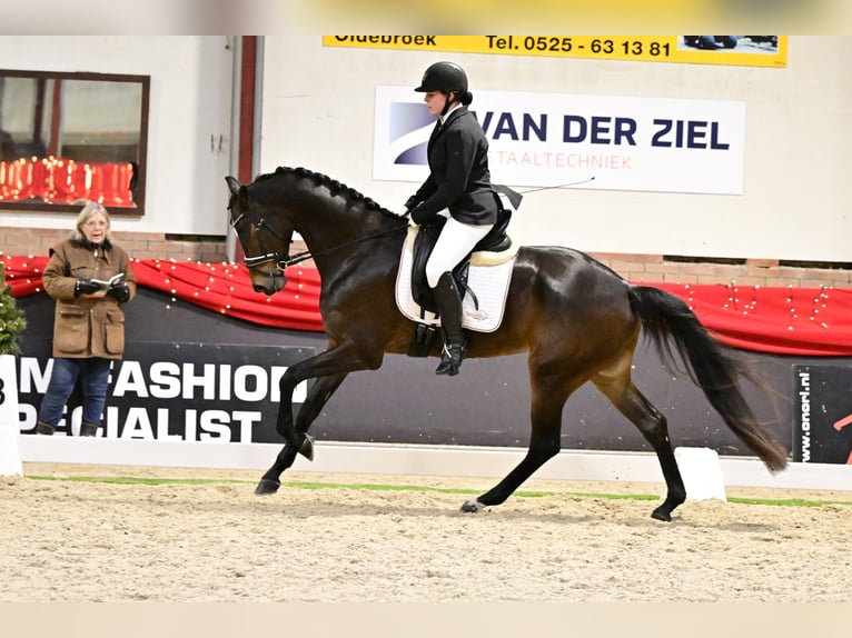 KWPN Merrie 5 Jaar 167 cm Donkerbruin in Swifterbant