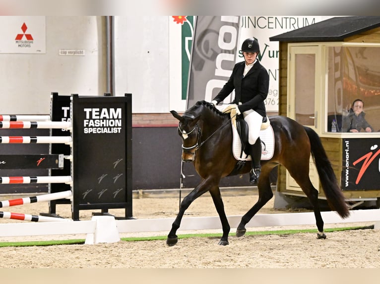 KWPN Merrie 5 Jaar 167 cm Donkerbruin in Swifterbant