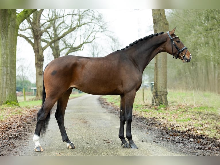 KWPN Merrie 5 Jaar 167 cm Donkerbruin in Herpen