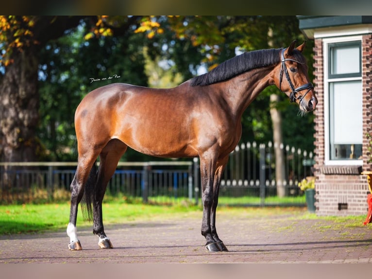 KWPN Merrie 5 Jaar 167 cm Donkerbruin in Herpen