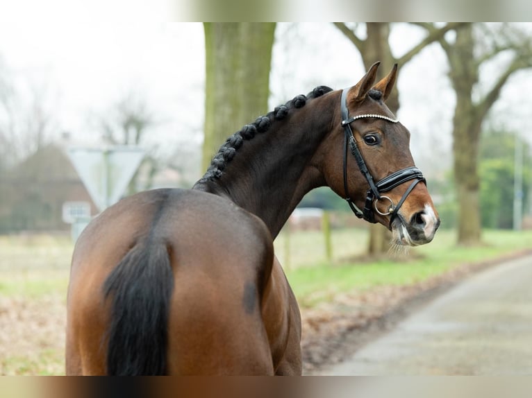 KWPN Merrie 5 Jaar 167 cm Donkerbruin in Herpen
