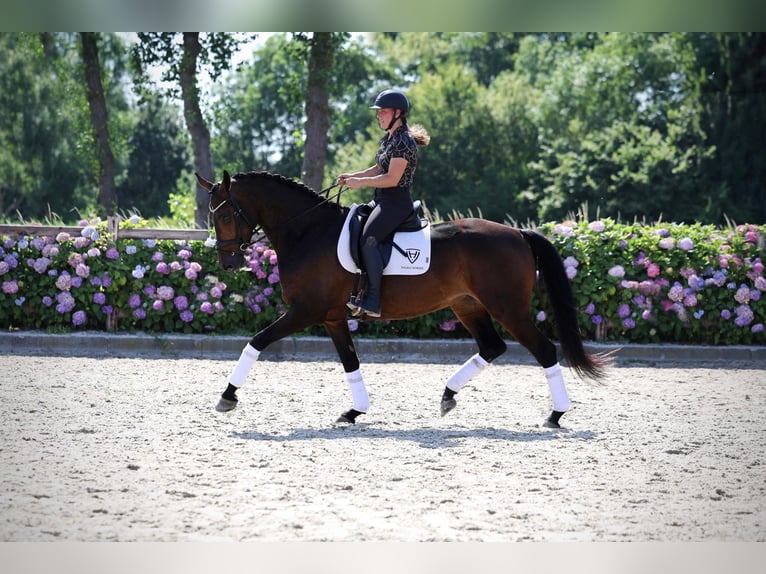 KWPN Merrie 5 Jaar 167 cm Donkerbruin in Volkel