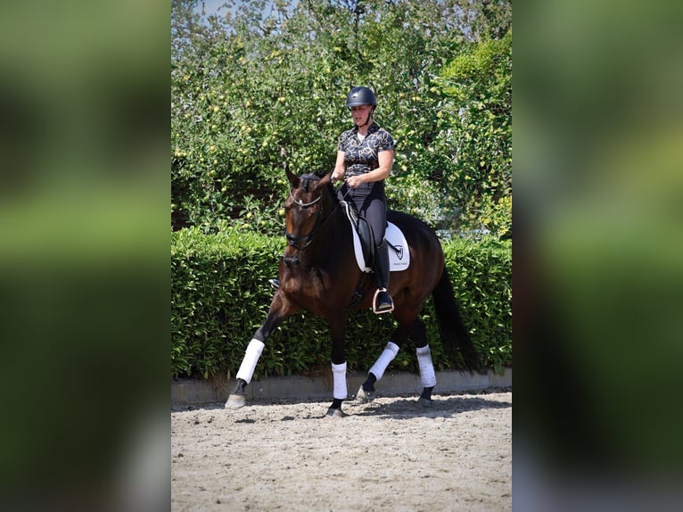 KWPN Merrie 5 Jaar 167 cm Donkerbruin in Volkel