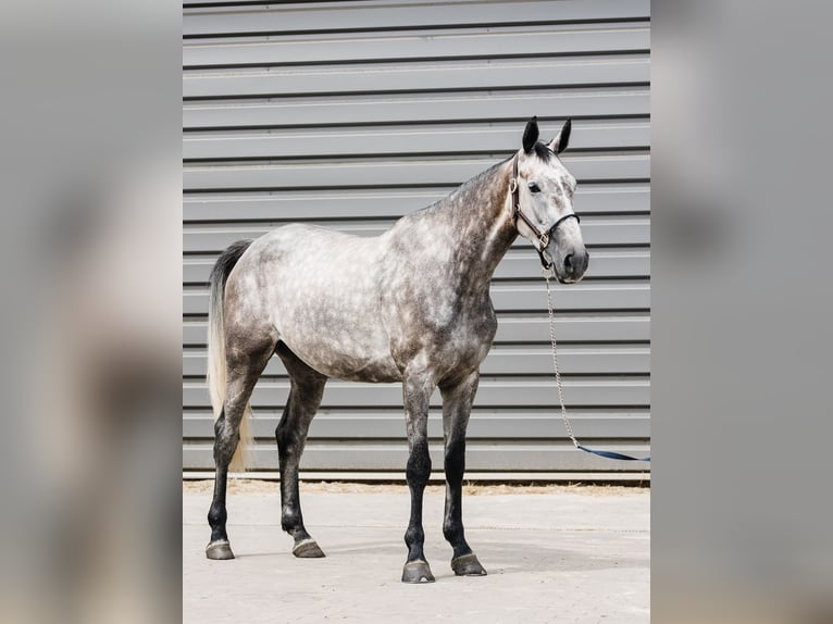 KWPN Merrie 5 Jaar 167 cm Schimmel in Ostroróg