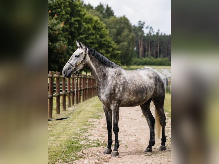 KWPN Merrie 5 Jaar 167 cm Schimmel in Ostroróg