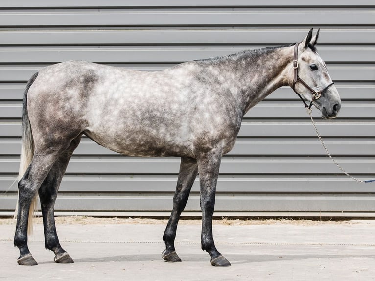 KWPN Merrie 5 Jaar 167 cm Schimmel in Ostroróg