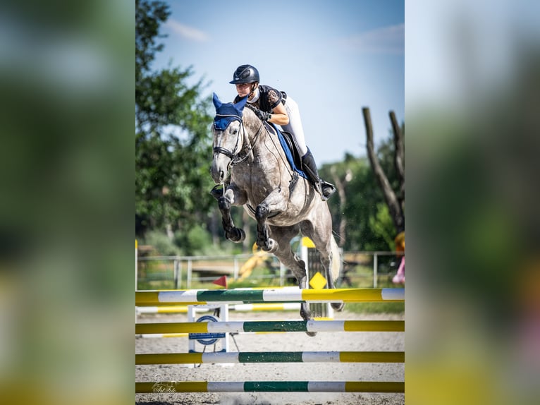 KWPN Merrie 5 Jaar 167 cm Schimmel in Ostroróg