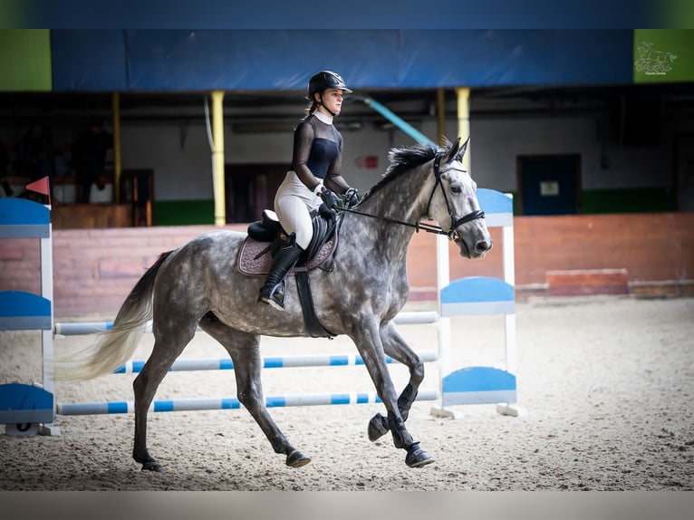 KWPN Merrie 5 Jaar 167 cm Schimmel in Ostroróg